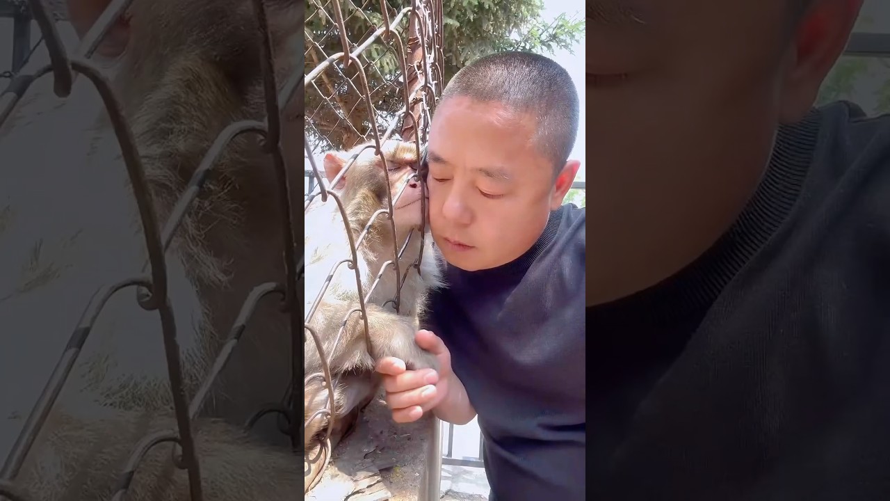 A little monkey healed by love 