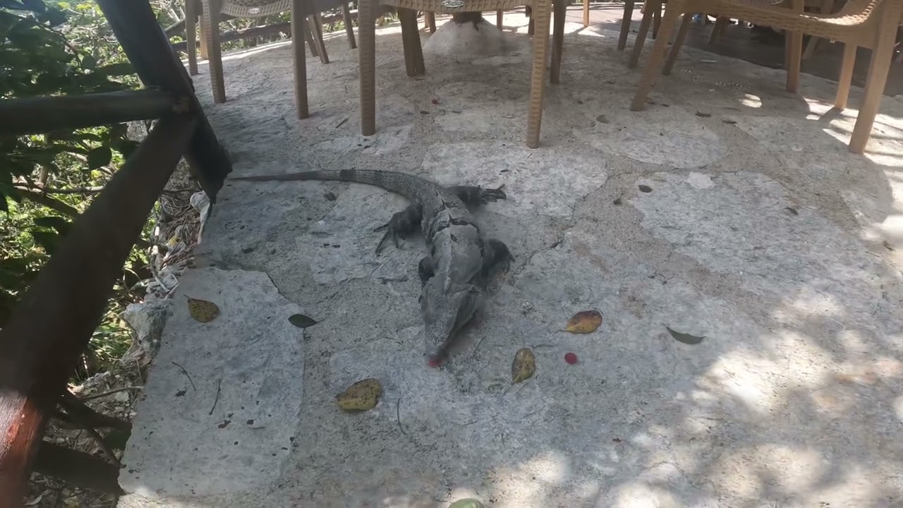 Wild Iguana loves eating sweets! XCARET park April 2025!
