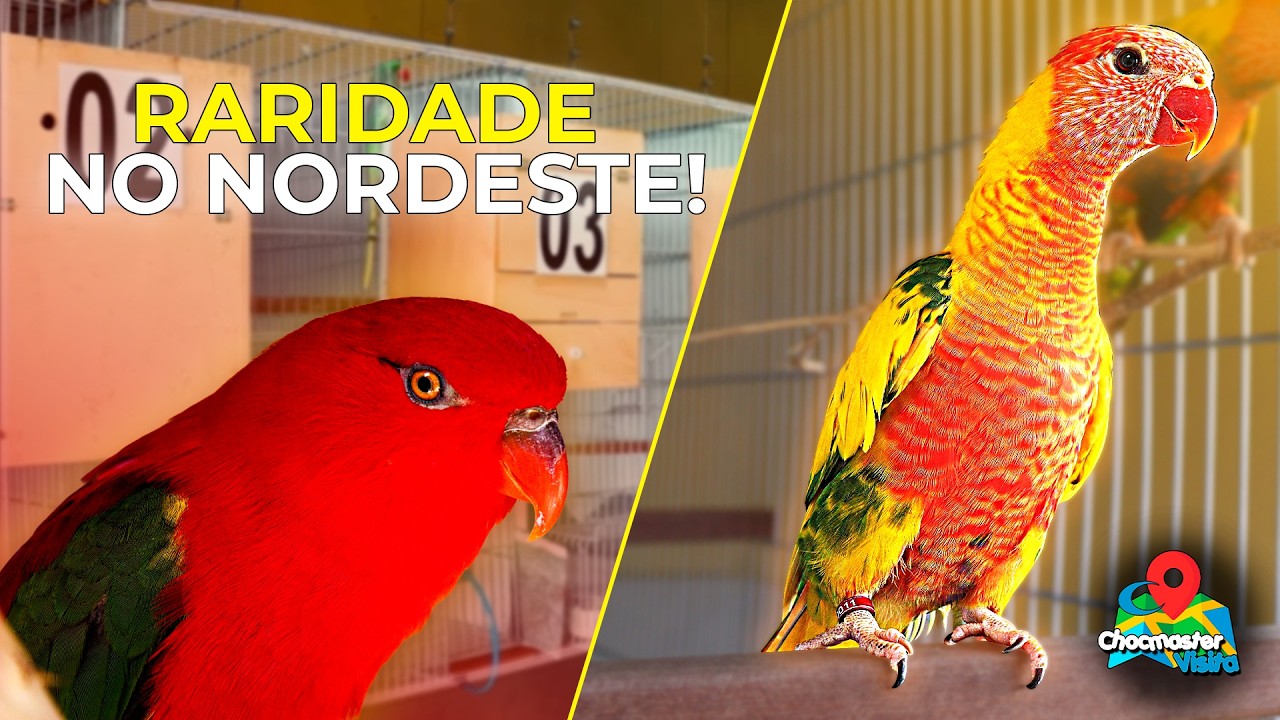 ESSE PÁSSARO EXISTE MESMO?  Loris Arlequim Molucano, Ring Necks de outro planeta !