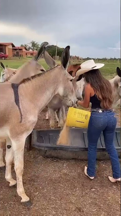 Teteh cantik,bohay,sexy lagi kasih makan keledai 🐴 #shorts