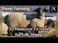 Sheep Farming: 20+ Reasons To Have Suffolk Sheep! |April 2022