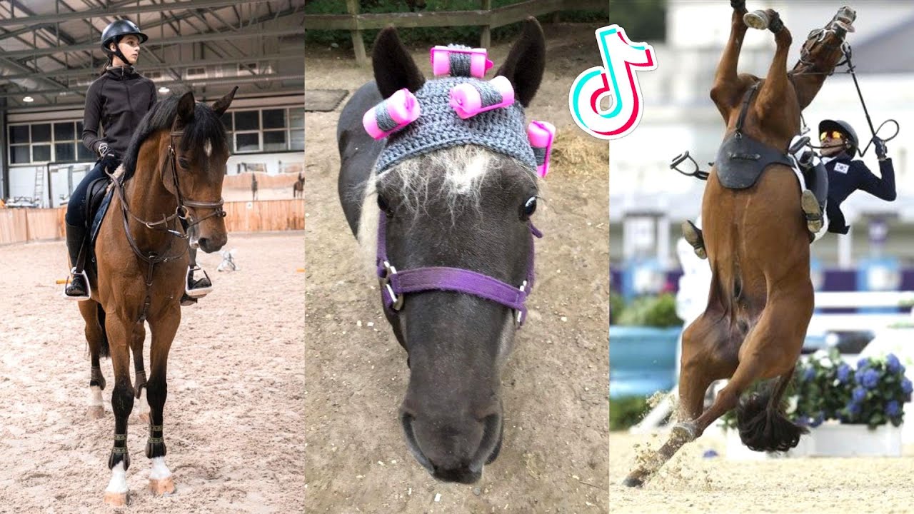 The Best HORSE TikTok Compilation 