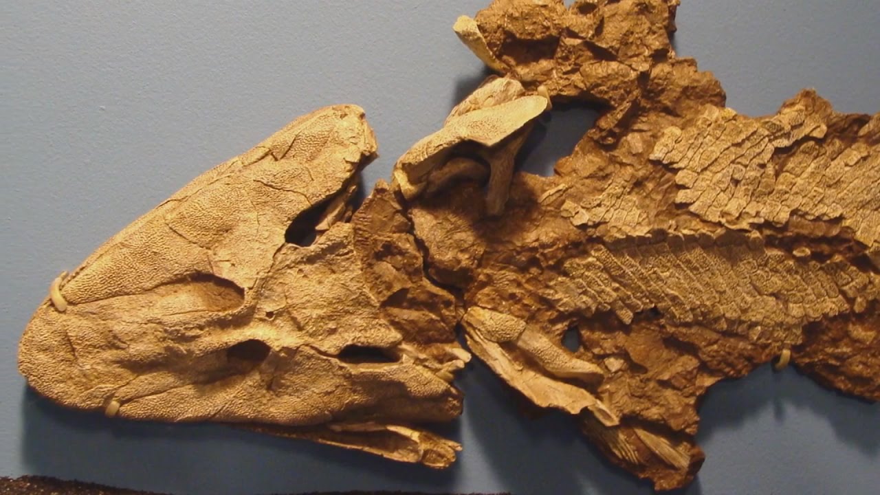 Polish footprints cause Tiktaalik trouble
