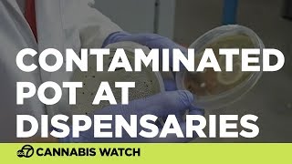 Labs warn of dangerous, contaminated pot at dispensaries