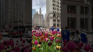 Tulips at the Magnificent Mile are in full bloom! #viral