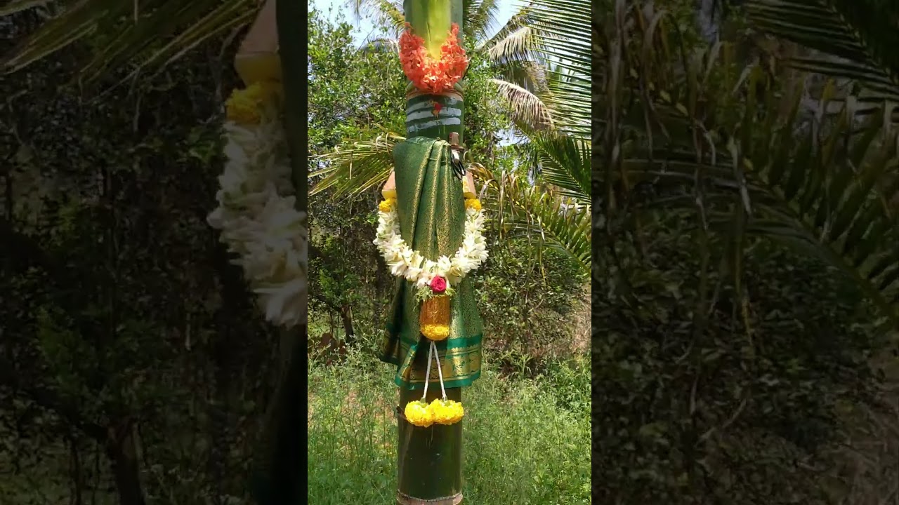 ನಮ್ಮ ಅಡಿಕೆ ತೋಟದ ಮೊದಲ ಹೊಂಬಾಳೆ |  First Arecanut Flower #hombale #arecanut #farming  #nammatumakuru