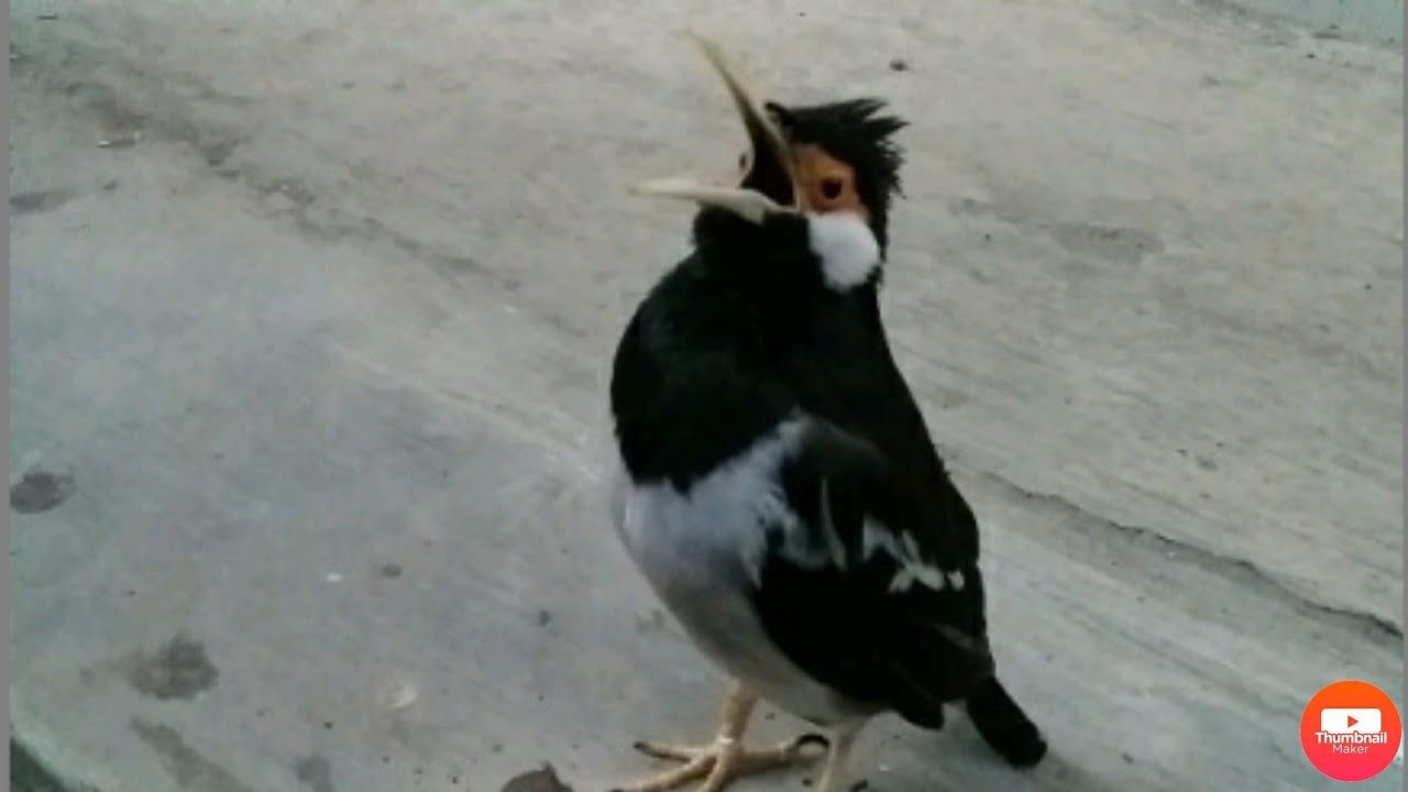 kicau nyaring jalak suren jinak | jalak suren gacor 