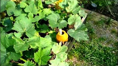 Cucumber Beetle Trap