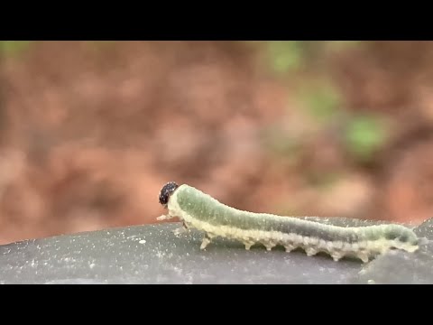 다시 돌아온 애벌레의 계절
