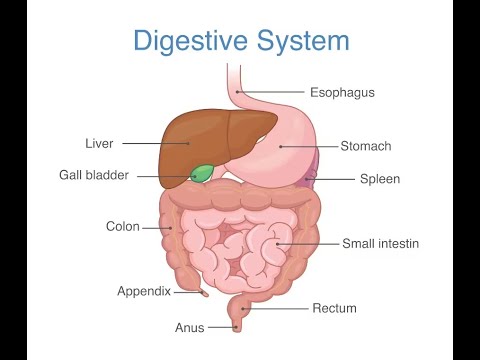 Video: Quali enzimi sono coinvolti nella digestione dell'amido in glucosio?