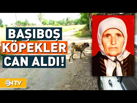 Başıboş Köpeklerin Saldırdığı Yaşlı Kadın Hayatını Kaybetti! | NTV