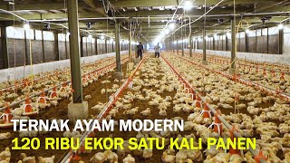 Melihat Canggihnya Peternakan Ayam Produksi Jutaan Telur & Anak ayam. 