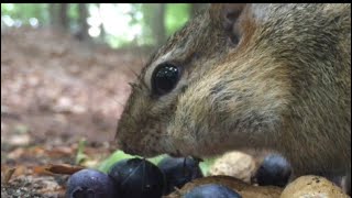HIDDEN CAMERA UP CLOSE TO CUTE WILDLIFE! CHIPMUNKS & SQUIRRELS EATING up close to HIDDEN CAMERA!!