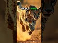 The Insane Speed Secrets of Cheetahs – What Makes Them So Fast?