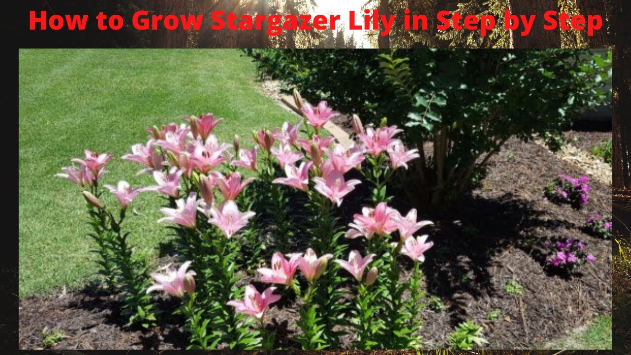 How to Grow Stargazer Lilies and How to take care to stay long. YouTube