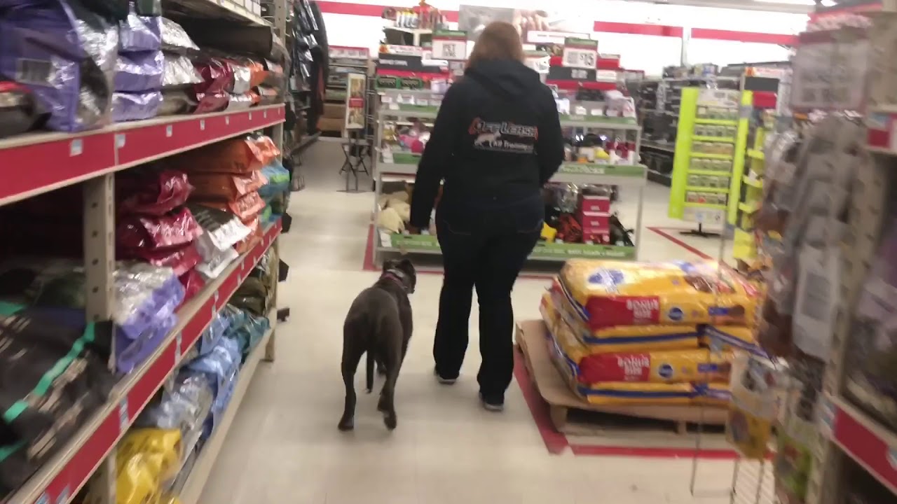 Franklin Dog Trainer/Northfield Dog Trainer Maggie 5 month old Pit