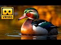 Peaceful Lake Views in VR180 🦆 Relaxing 3D Virtual Reality Experience with Calming Music