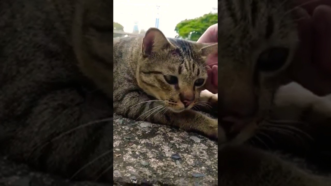 Cute tabby cat 🐈 enjoying some petting 😺 and cheek scratches 🐾 cats 