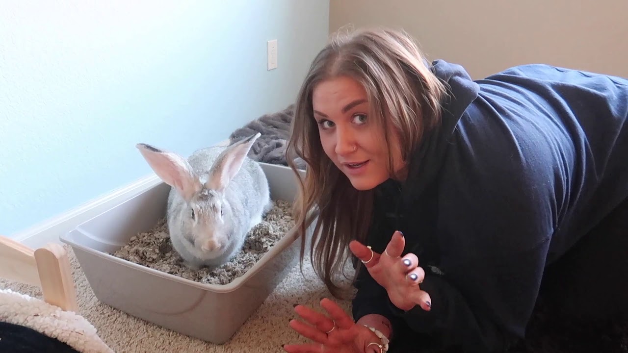 How Long Are Flemish Giant Rabbits Pregnant For?