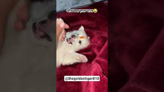 और क्या हाल चाल 😂 #shortsfeed #shorts #viral #dog #doglife #doglove #comedy #funny #cute #cutedog