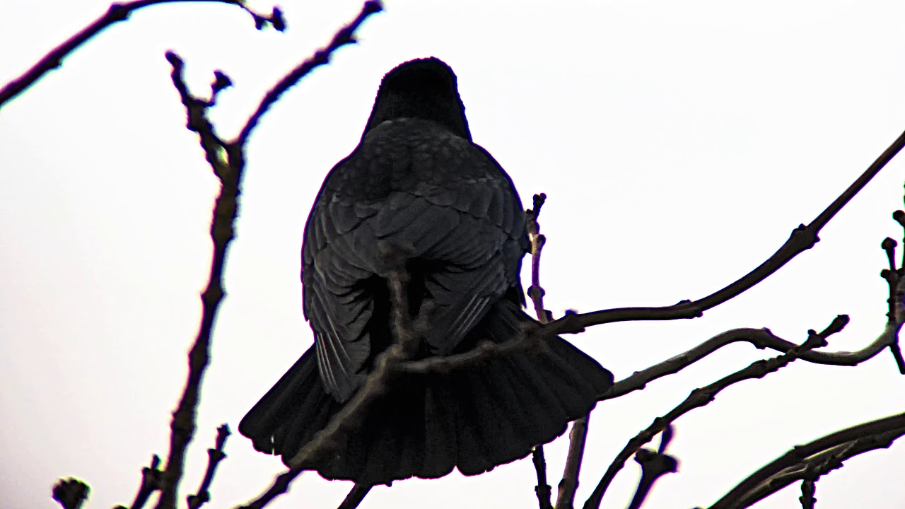 Carrion Crow calling atop a tall tree