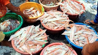 Wholesale fish market in kasimedu