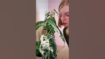 You better fix it! #plants #shorts #fixing #houseplants