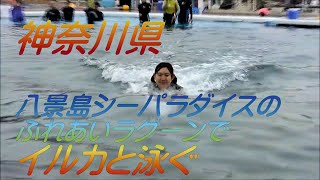 八景島シーパラダイスのふれあいラグーンでイルカと泳ぐ Youtube