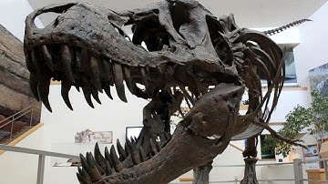 15 Mysterious Fossils That Don’t Match Any Known Species