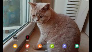 How To Get The Old Version Of Talking Ginger 2