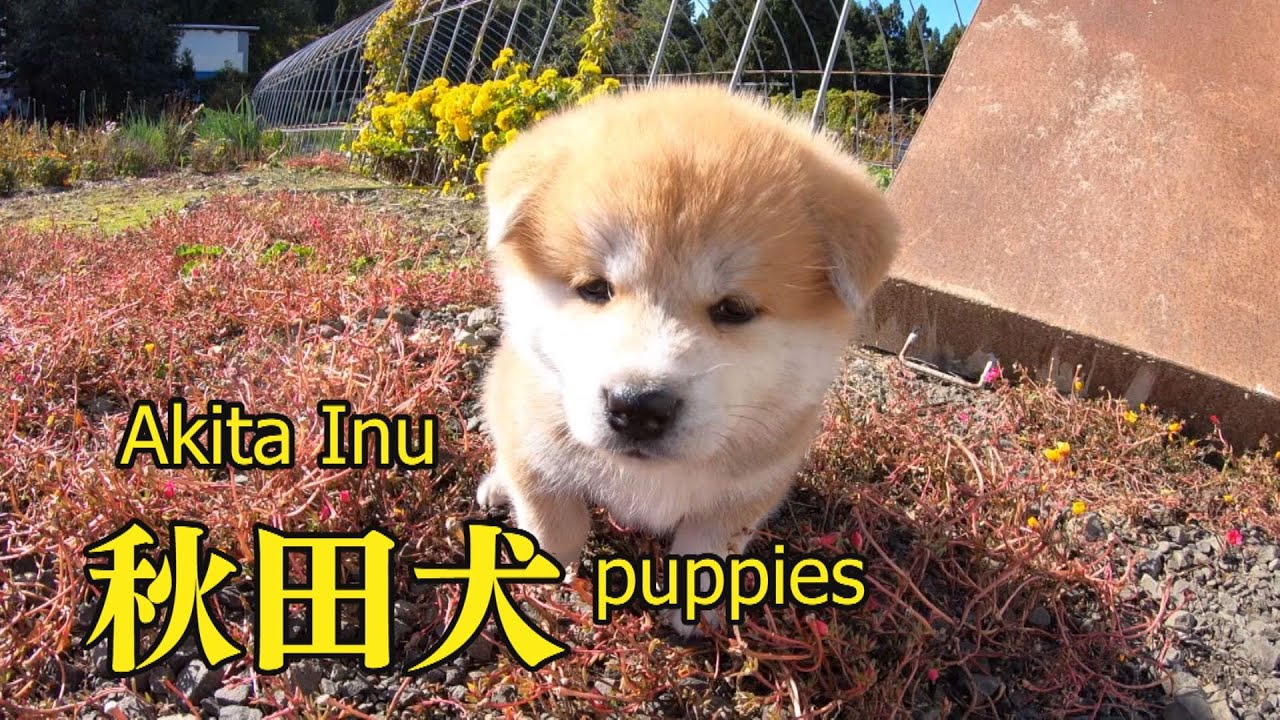 なんだこのかわいい生き物は 赤ちゃん秋田犬がお外に興奮して大冒険 Youtube