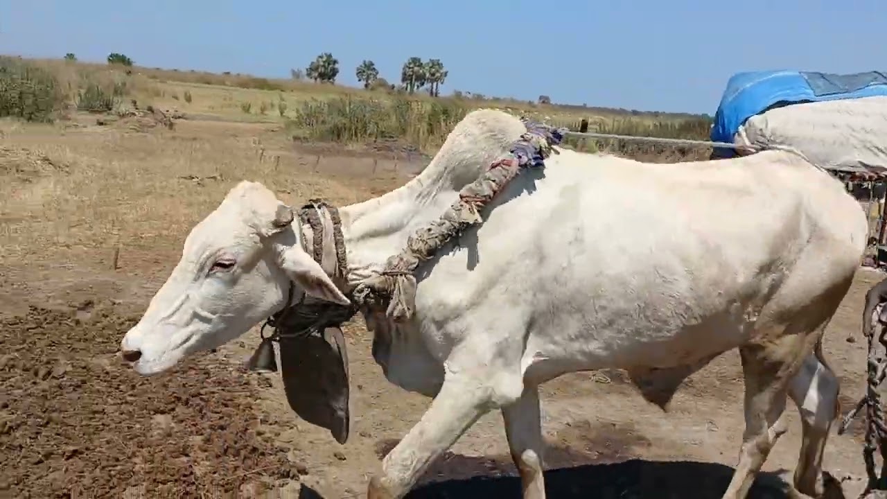 showcase of Looth, Apanan wut thuyith Live at Aguoc cattle camp.
