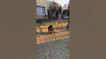 An ANGRY Baboon CHASES A Man Angry Southafrica Baboon Wildlife Farmlife 