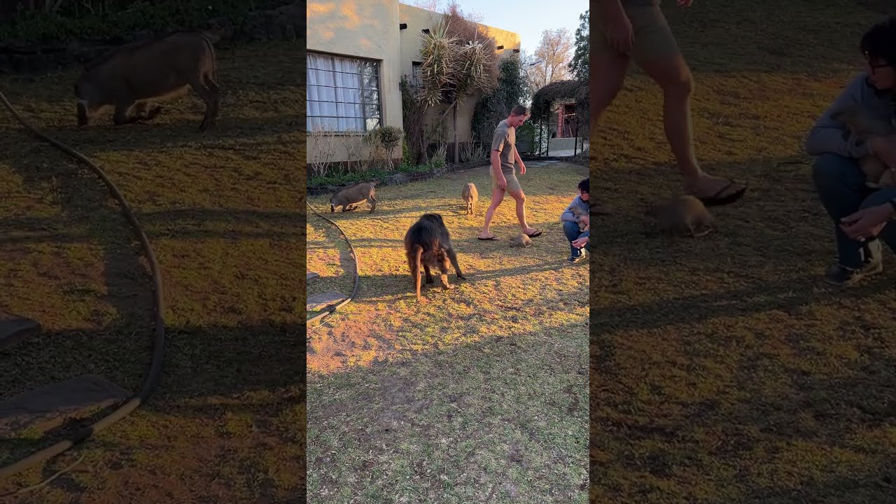 An ANGRY Baboon CHASES a man!! 😱 