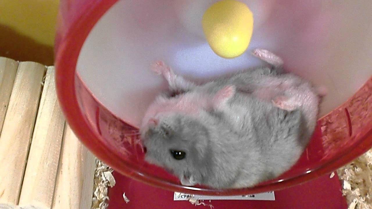 へそ天で眠るジャンガリアンハムスター Youtube