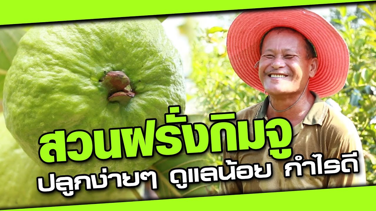 เงินดีกว่างานประจำ #ฝรั่งกิมจู ปลูกง่าย มีเท่าไหร่ก็ไม่พอขาย | เกษตรรวย