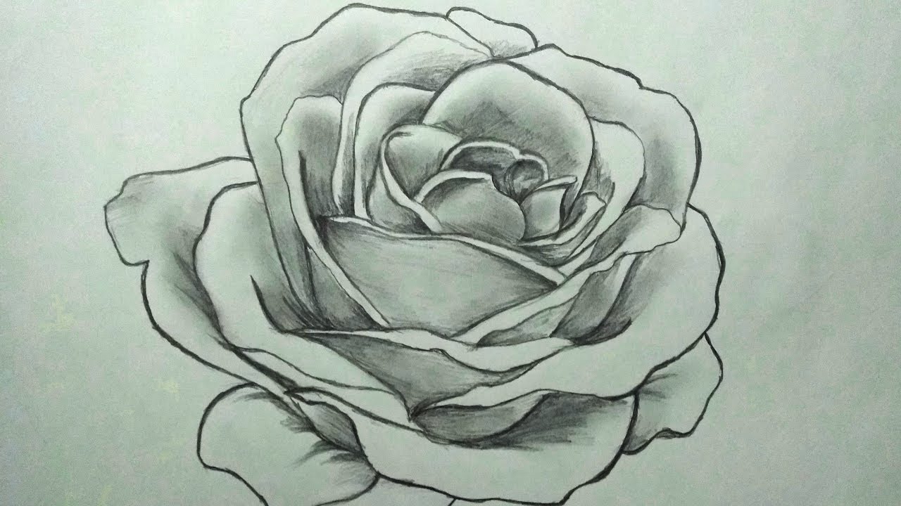 how to draw a rose | easy step by step | sketch of rose - YouTube