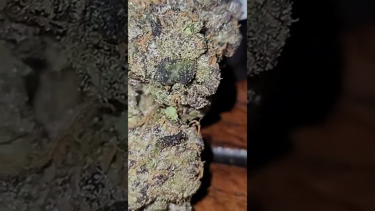 🍪🍪🍪BERNSCOTTI UP CLOSE WITH THE BUD 💥💥💥