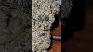 🍪🍪🍪BERNSCOTTI UP CLOSE WITH THE BUD 💥💥💥