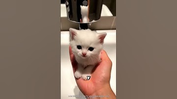 ¿Un gatito en el lavabo? ¡Mira lo que pasó!