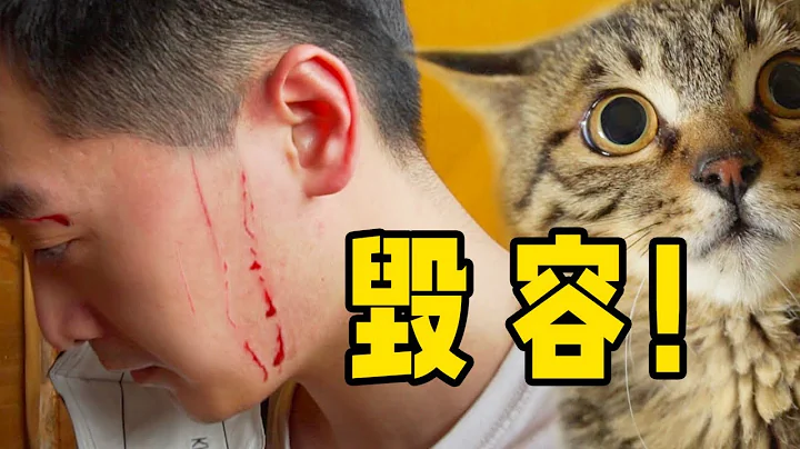 【和猫住】(ENG SUB)养 猫 吗？血 淋 淋 毁 容 那 种！ - 天天要闻