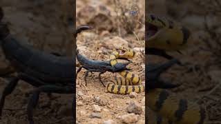 The truth about this deadly encounter #scorpion #snake #trending