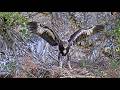 伊吹山のイヌワシ子育てライブC1 2026-06-12_16:00〜 / Remote Live Streaming of Golden Eagles in Mt. Ibuki, Japan