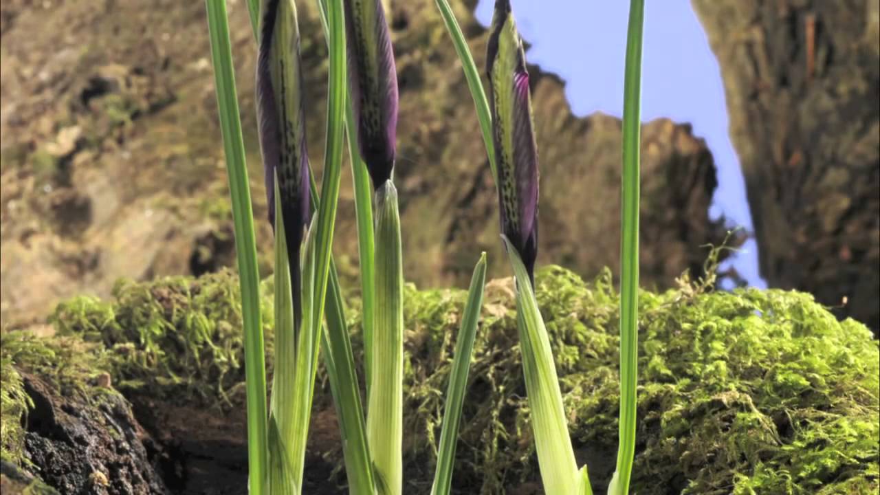 Time-Lapse Tour: Blossoming of an Iris | Encyclopaedia Britannica - YouTube