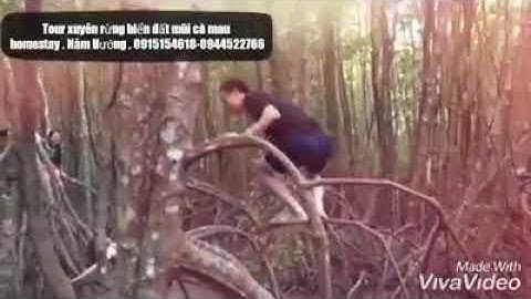Du lịch tour xuyên rừng ra biển ở mũi cà mau nha mọi người.