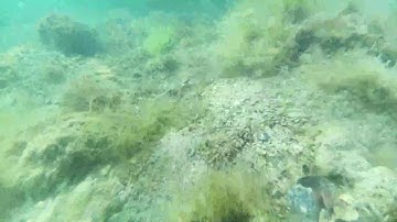 Coffin Bay Oyster Reef Livestream! 01/12/2025