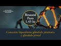 Binaural puro - Pure tone 1.45 hz conexión hipotálamo, pituitaria, pineal 🧬