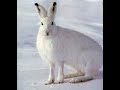 Два дня охоты на зайцев  Долгожданный снег 19 ноября 2020г