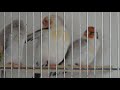 Carduelis major breeding  hodowla szczygła syberyjskiego 2021r