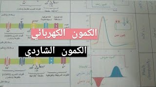 كمون العمل و تفسيره الكهربائي و الشاردي شرح مبسط و سهل جداا